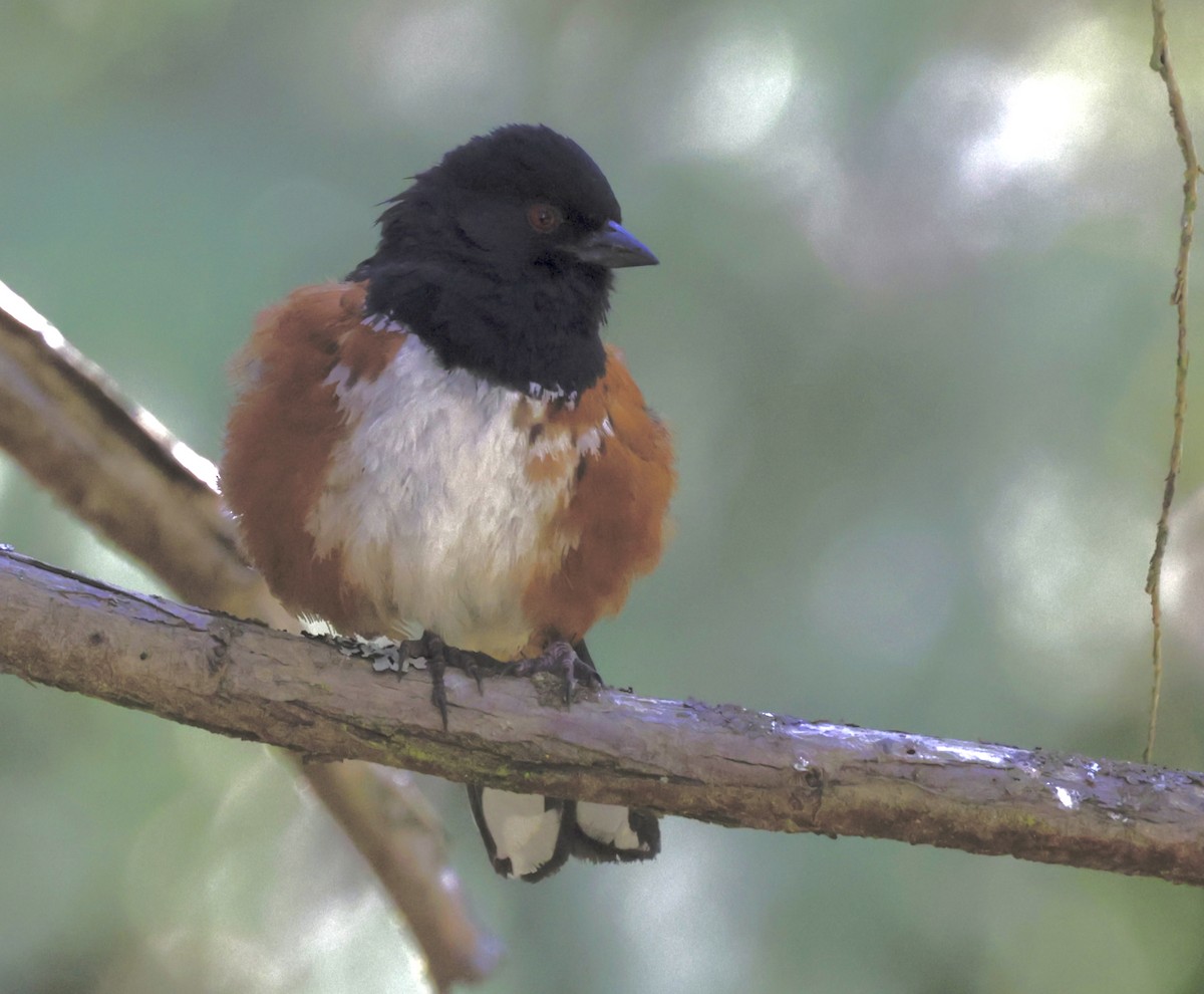 Spotted Towhee - ML620355732