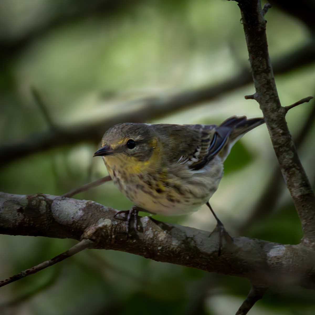 Cape May Warbler - ML620355735