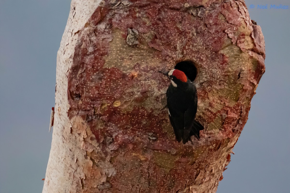 Acorn Woodpecker - ML620355737