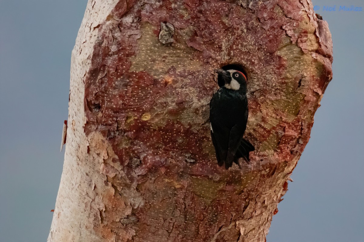 Acorn Woodpecker - ML620355738