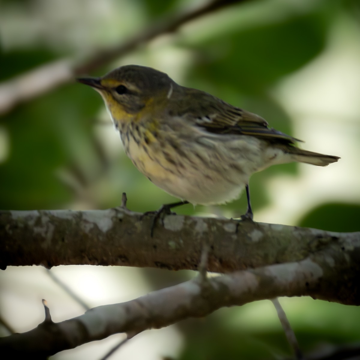 Cape May Warbler - ML620355740