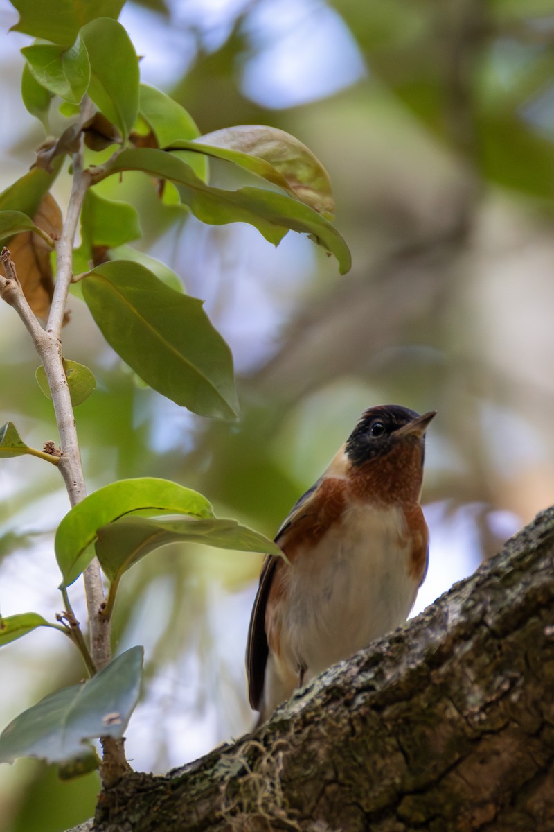 Bay-breasted Warbler - ML620355749