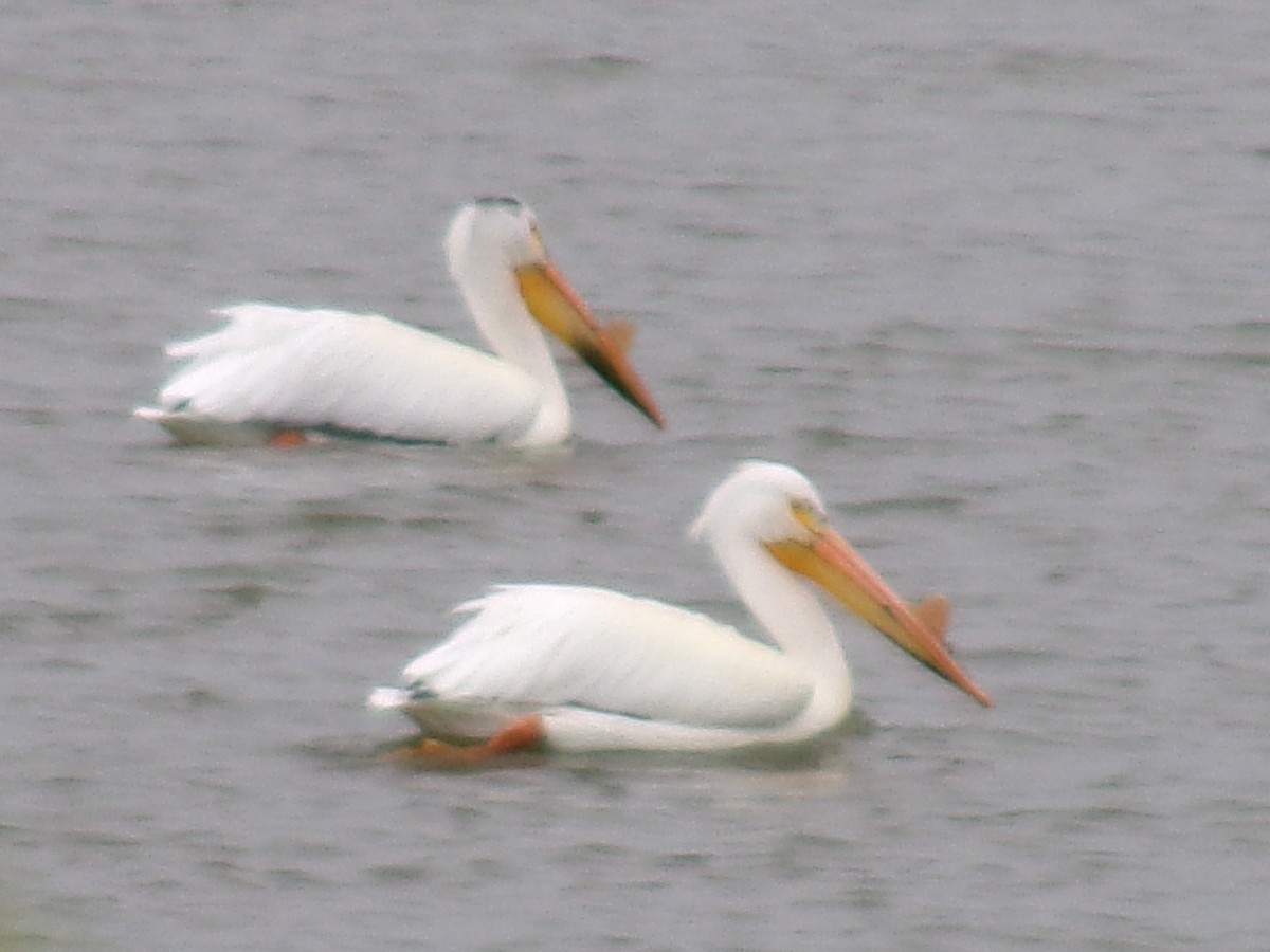 American White Pelican - ML620355754