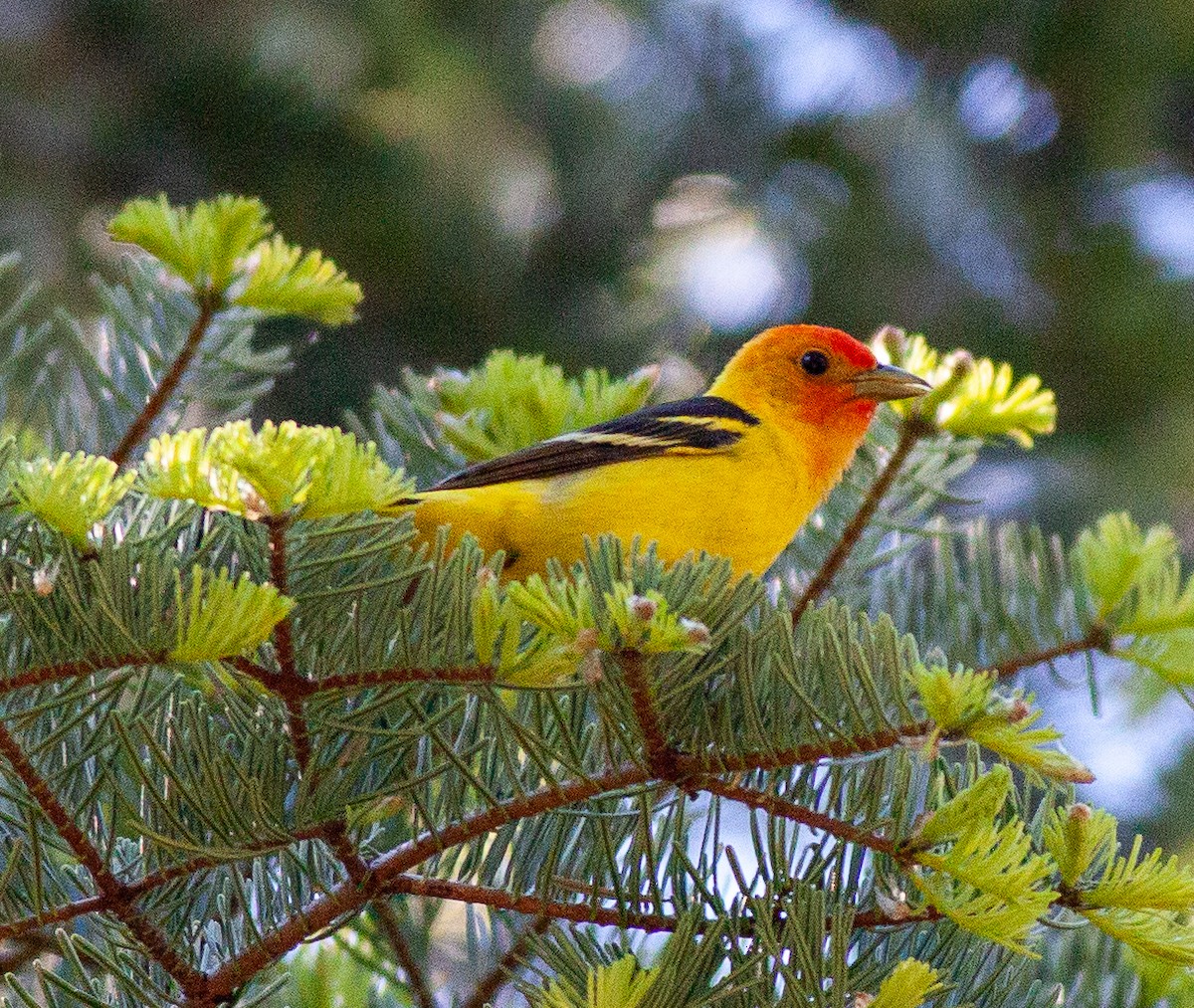Western Tanager - ML620355757