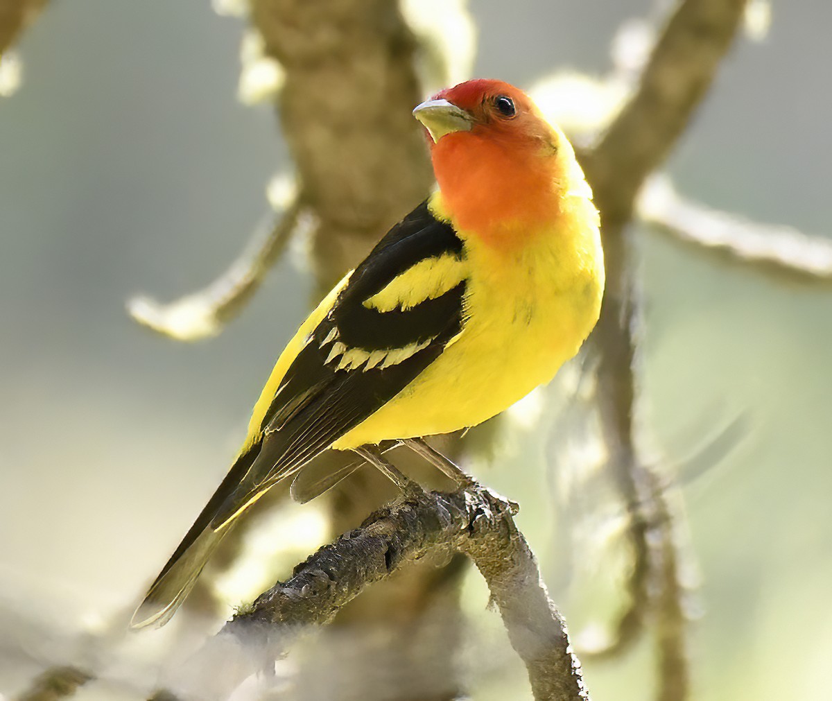 Western Tanager - ML620355759