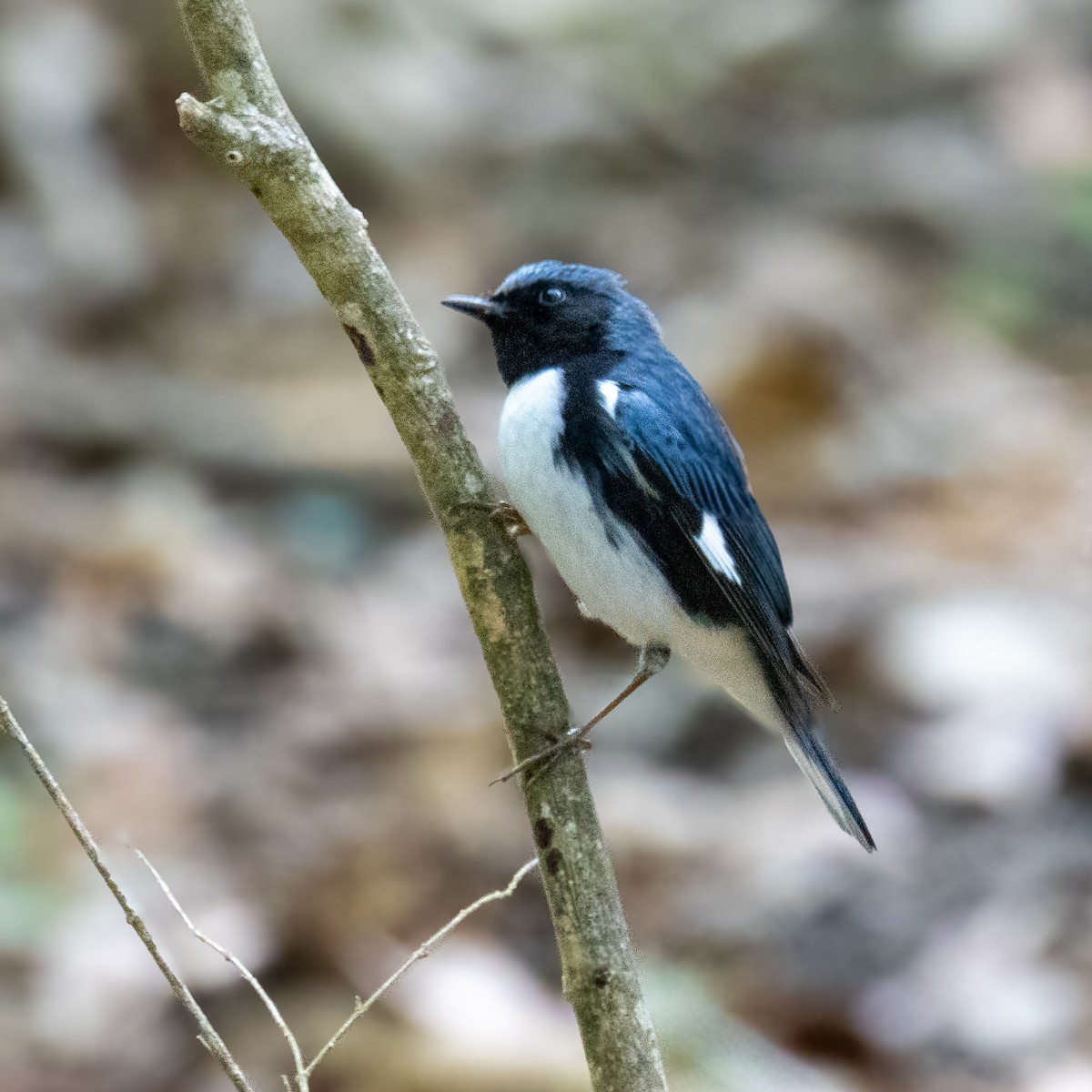Black-throated Blue Warbler - ML620355762