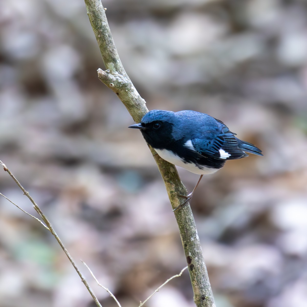 Black-throated Blue Warbler - ML620355765