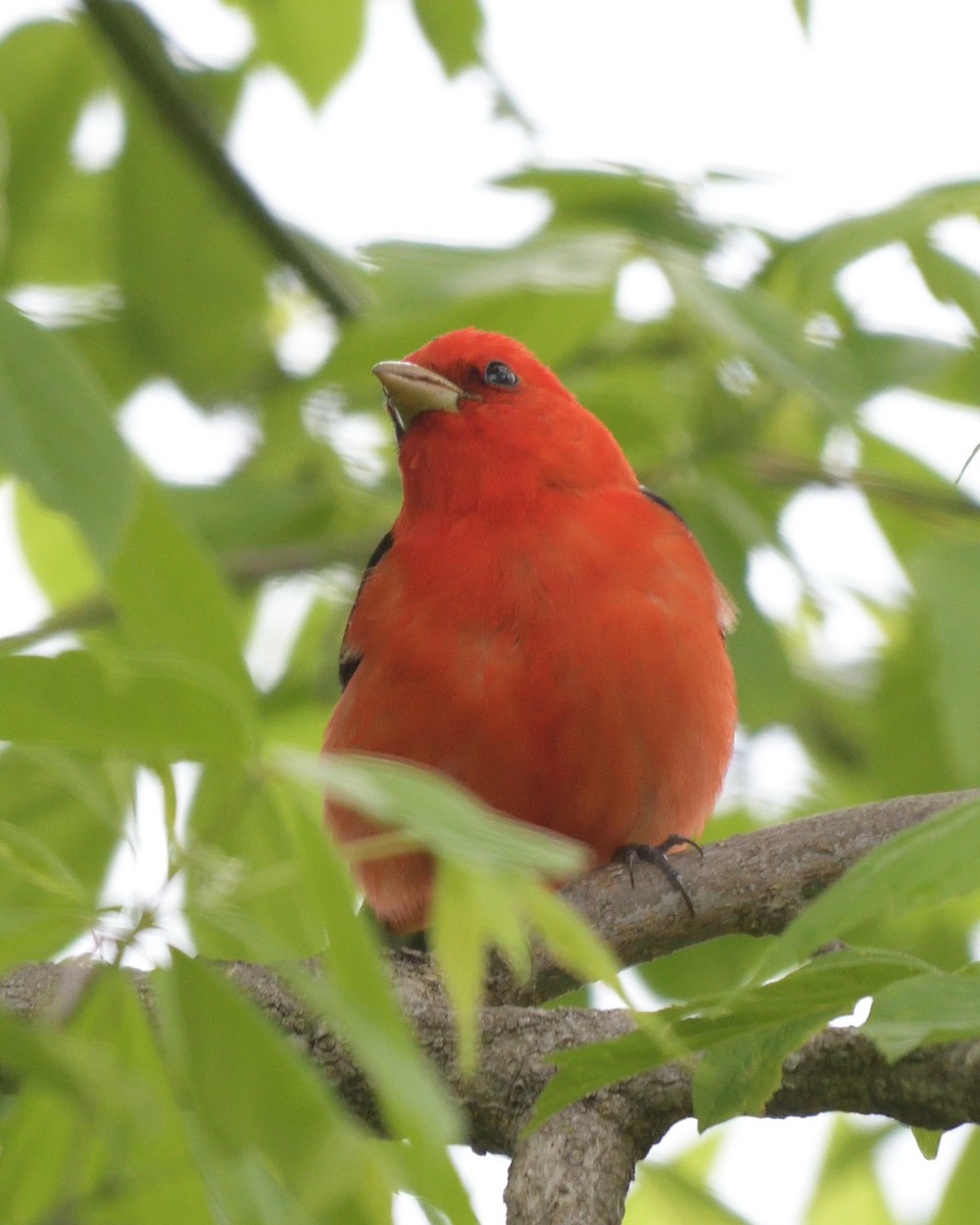 Scarlet Tanager - M Kelly
