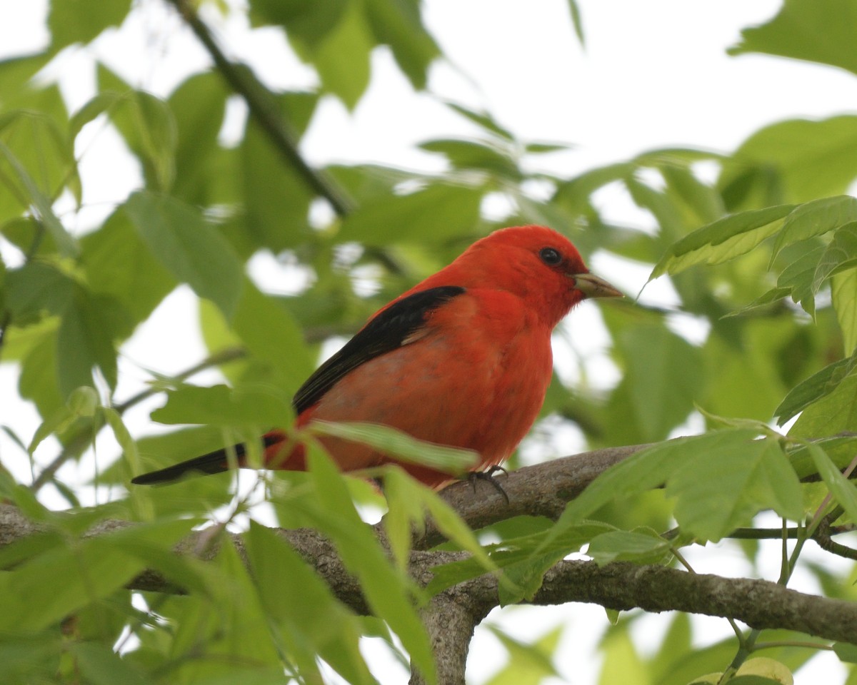 Scarlet Tanager - ML620355770