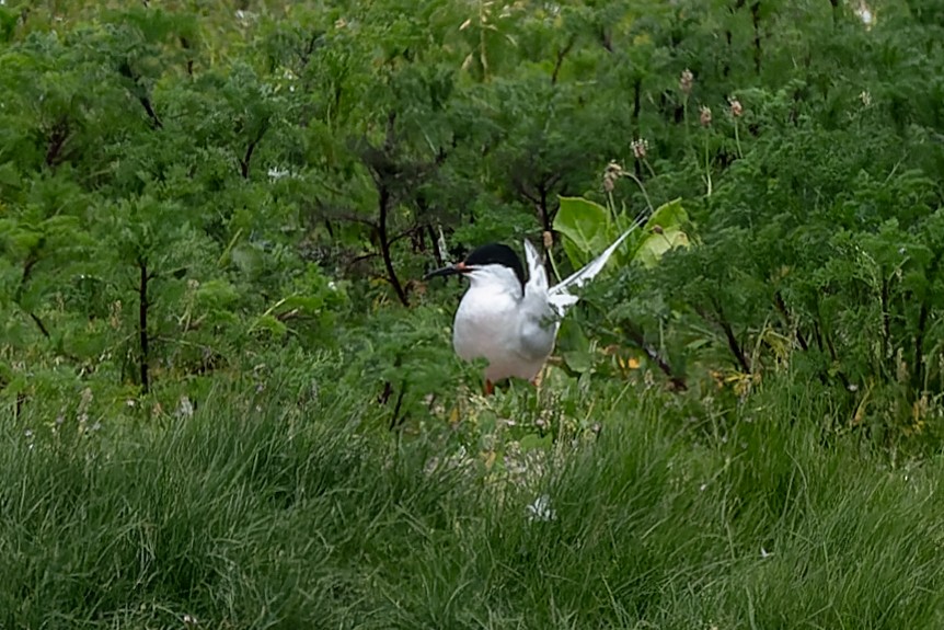 Roseate Tern - ML620355785