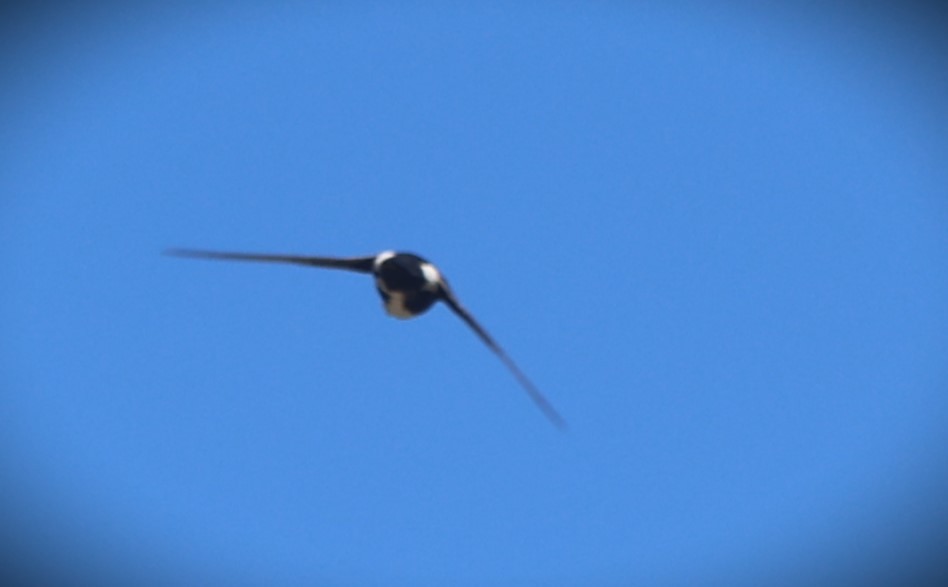 White-throated Swift - ML620355788