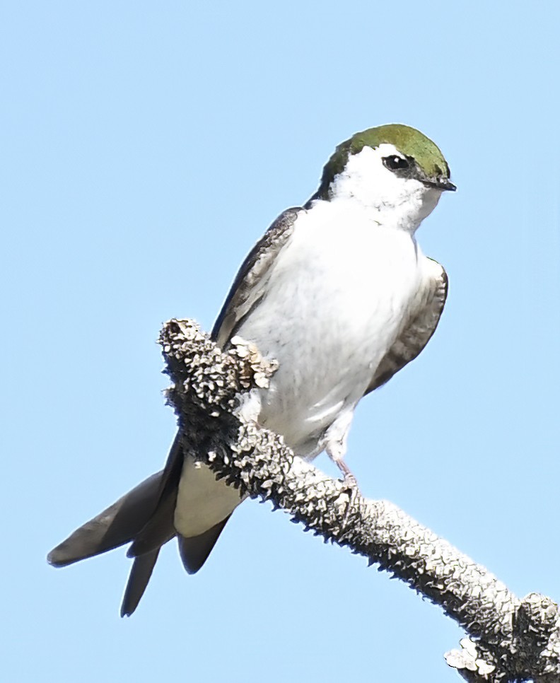 Violet-green Swallow - ML620355796