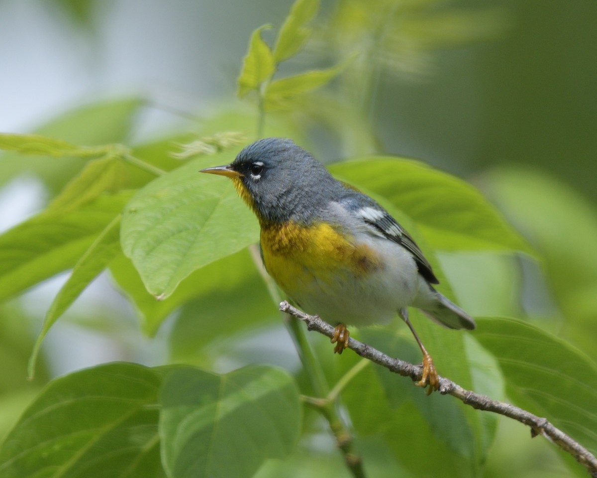 Northern Parula - M Kelly