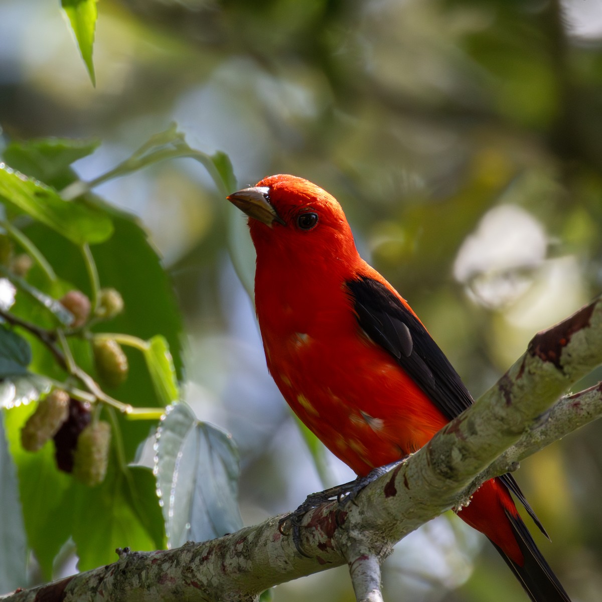 Scarlet Tanager - ML620355829