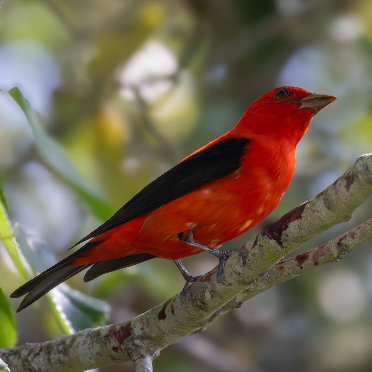 Scarlet Tanager - ML620355830