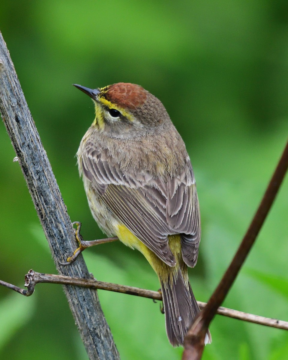 Palm Warbler - M Kelly