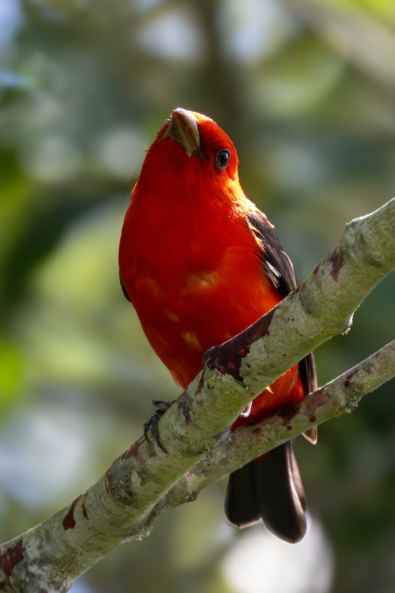 Scarlet Tanager - Daniel Griffith