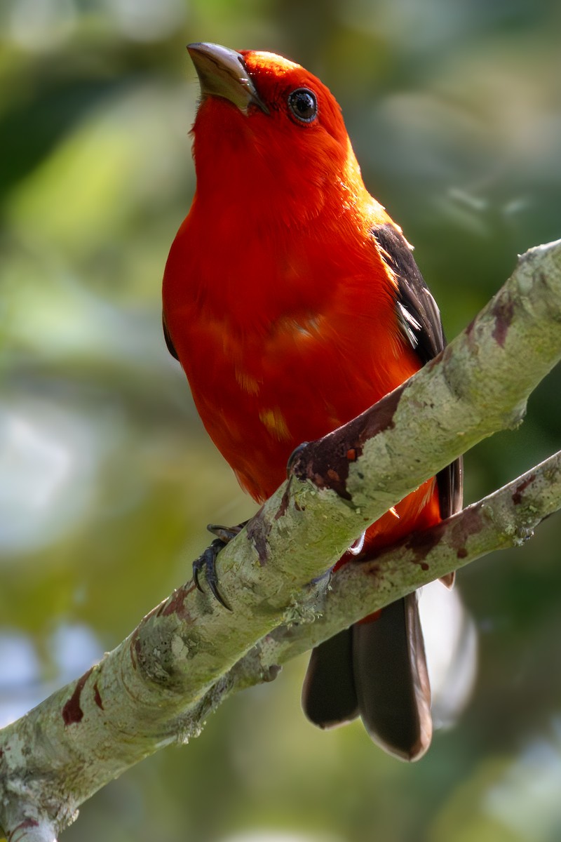 Scarlet Tanager - ML620355839