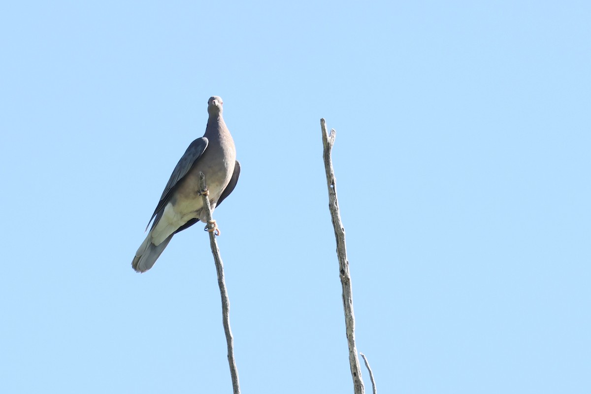 Band-tailed Pigeon - ML620355843