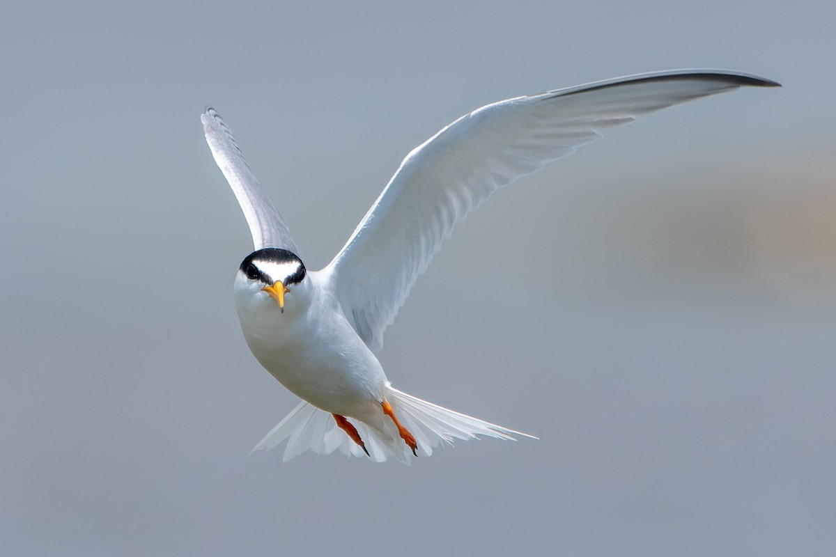 Little Tern - ML620355853