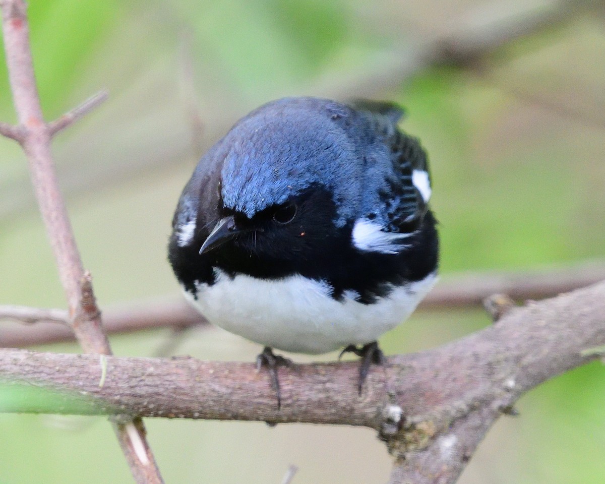 Black-throated Blue Warbler - ML620355881