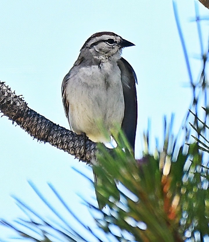 Chipping Sparrow - ML620355885
