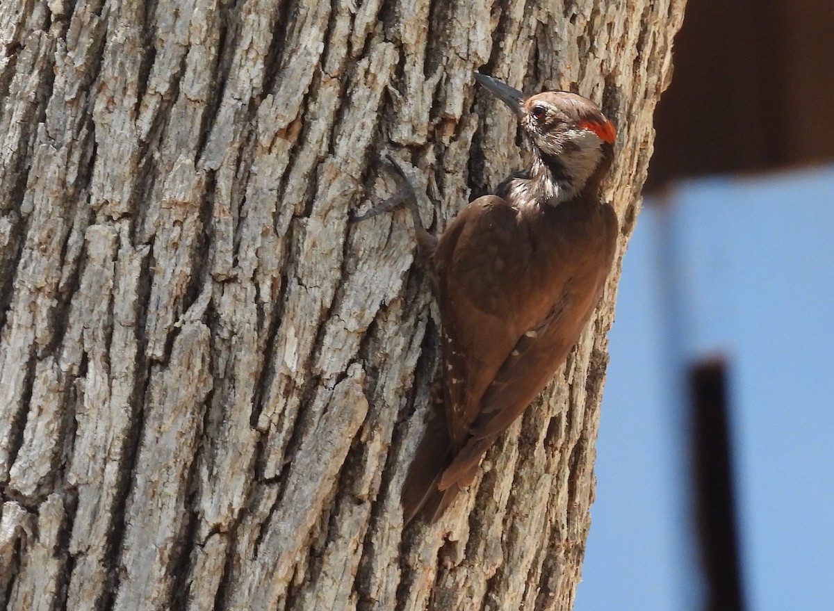 Arizona Woodpecker - ML620355886