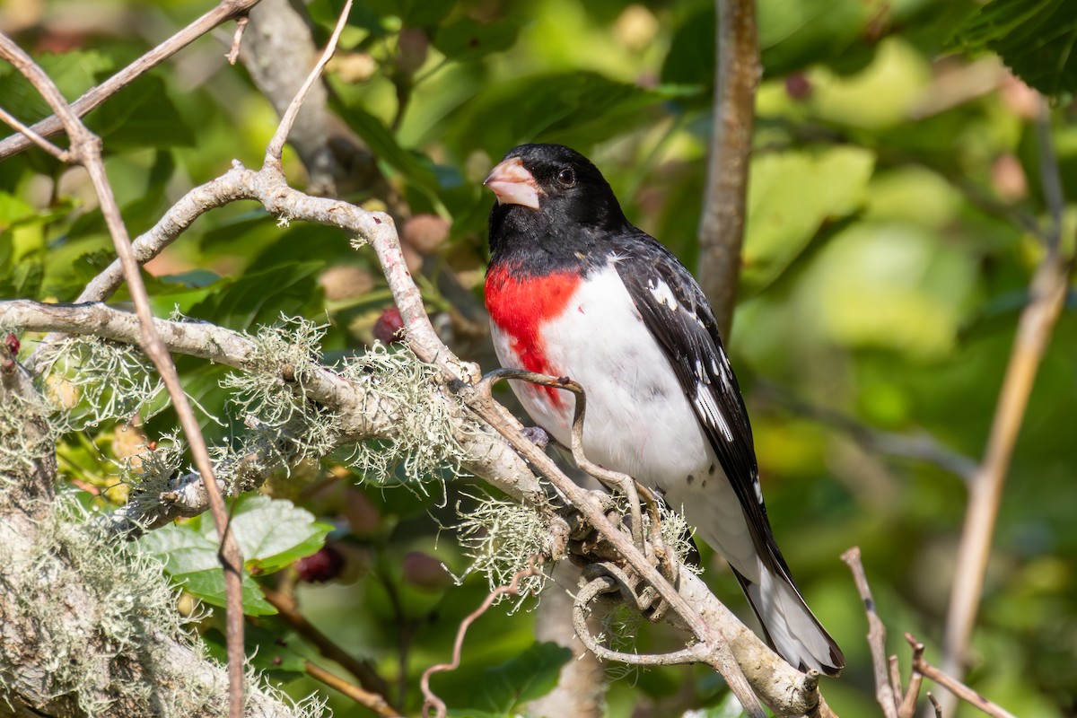 Rose-breasted Grosbeak - ML620355890