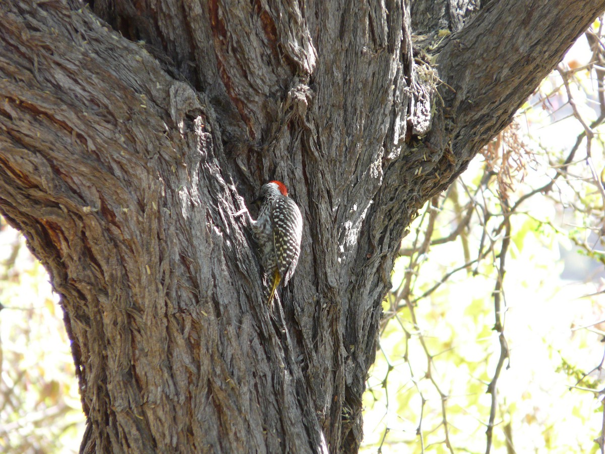 Cardinal Woodpecker - ML620355893