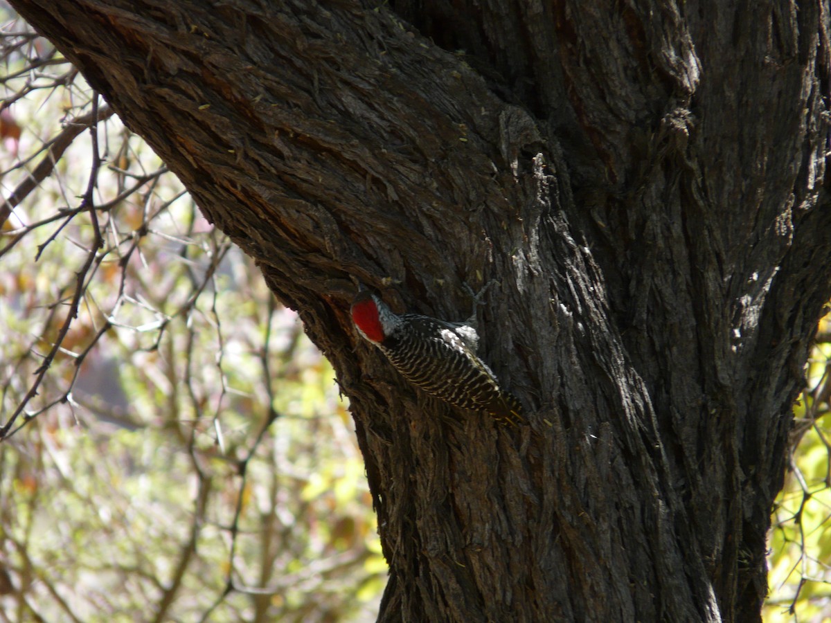 Cardinal Woodpecker - ML620355894