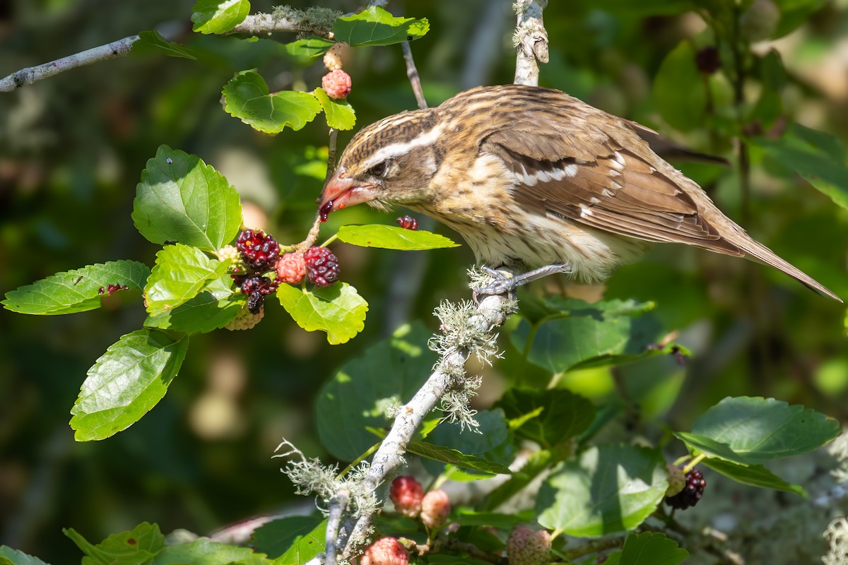 Rose-breasted Grosbeak - ML620355903