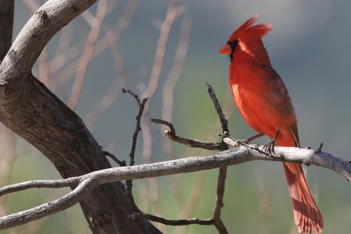 Cardinal rouge - ML620355918