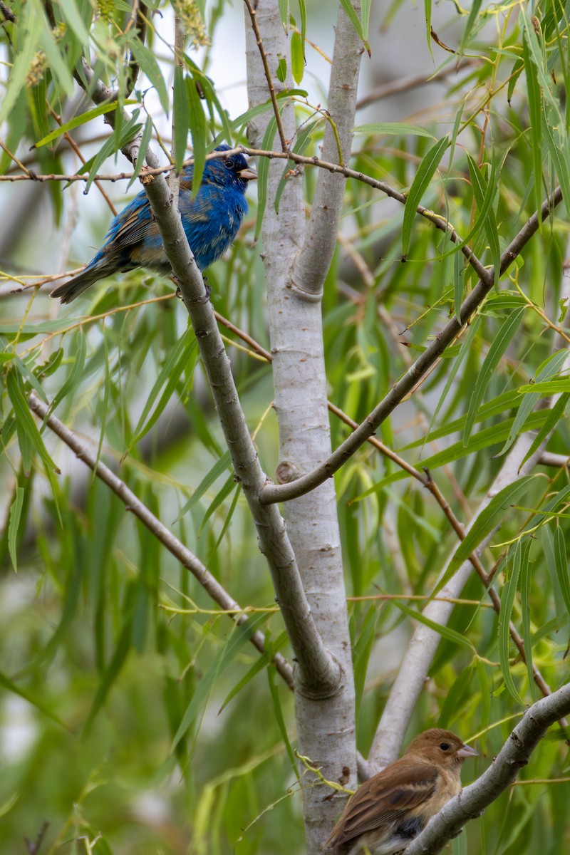 Indigo Bunting - ML620355922