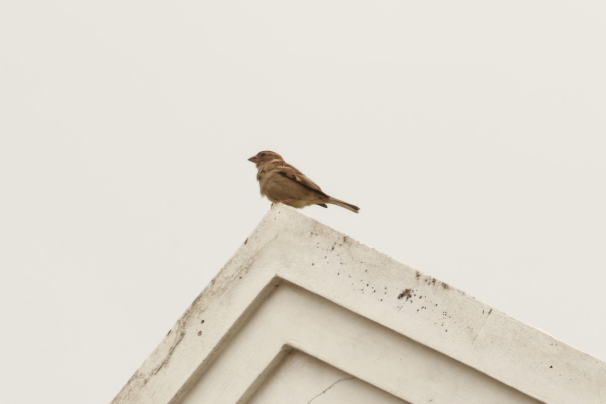House Sparrow (Indian) - ML620355923