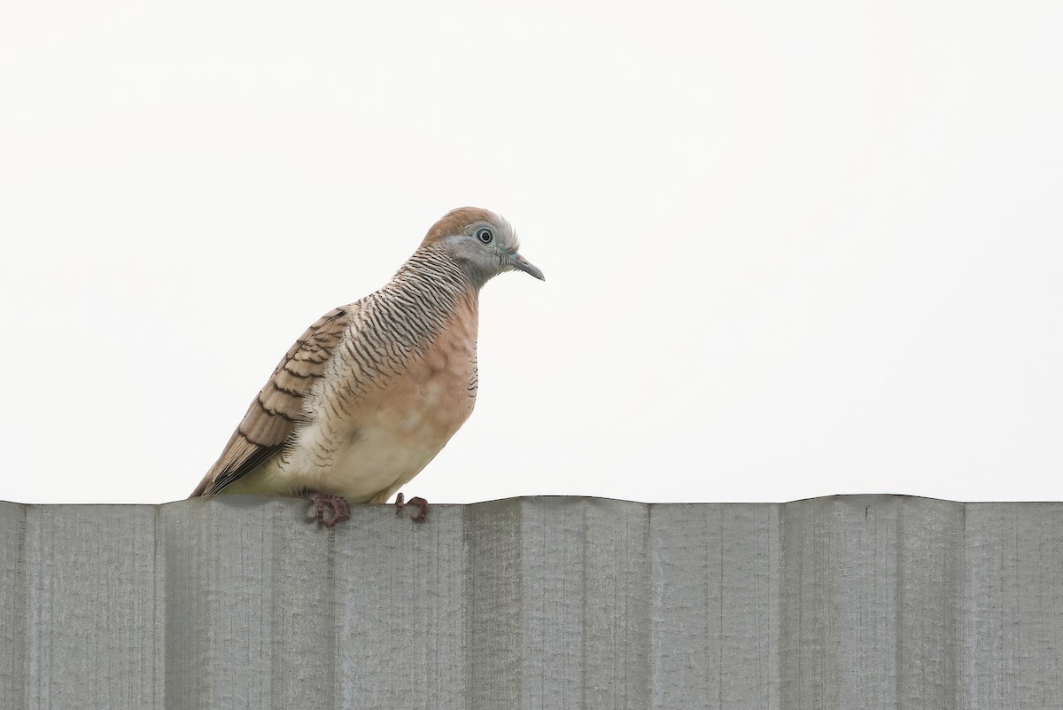 Zebra Dove - ML620355937