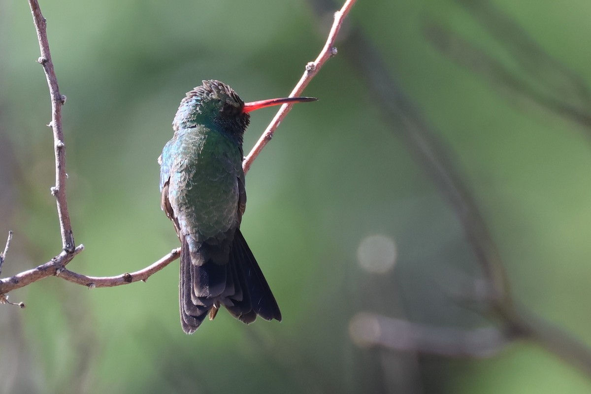 Broad-billed Hummingbird - Tom Forwood JR