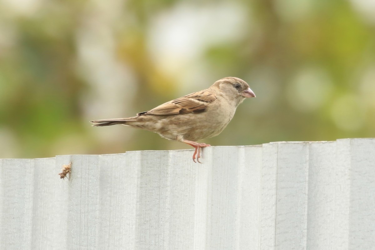 House Sparrow (Indian) - ML620355941