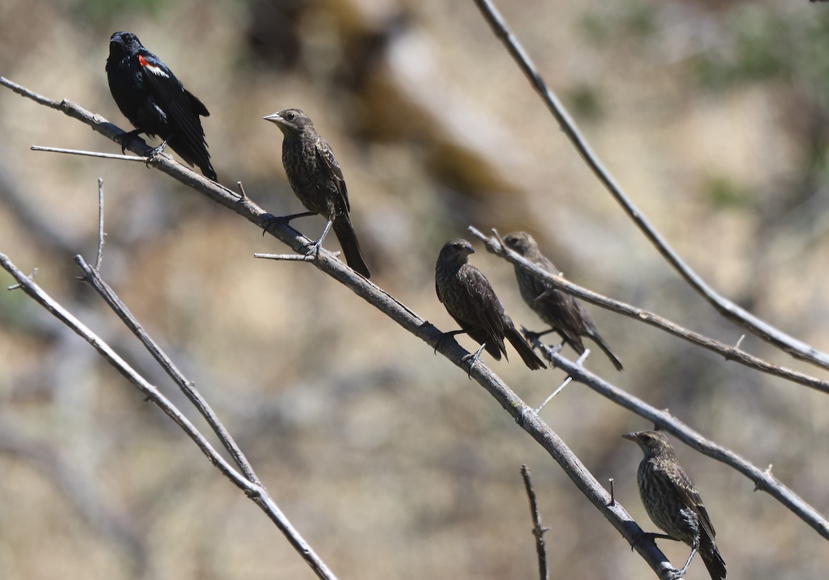 Tricolored Blackbird - ML620355942