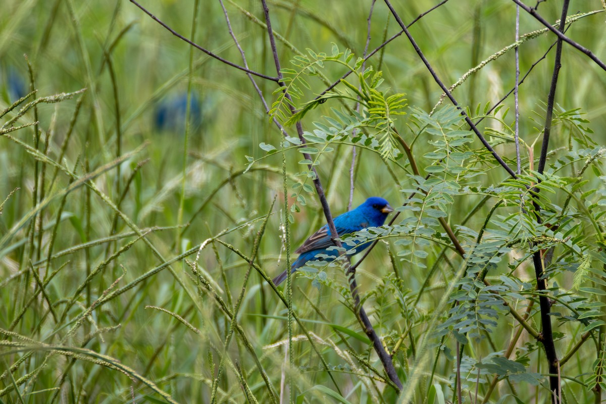 Passerin indigo - ML620355943