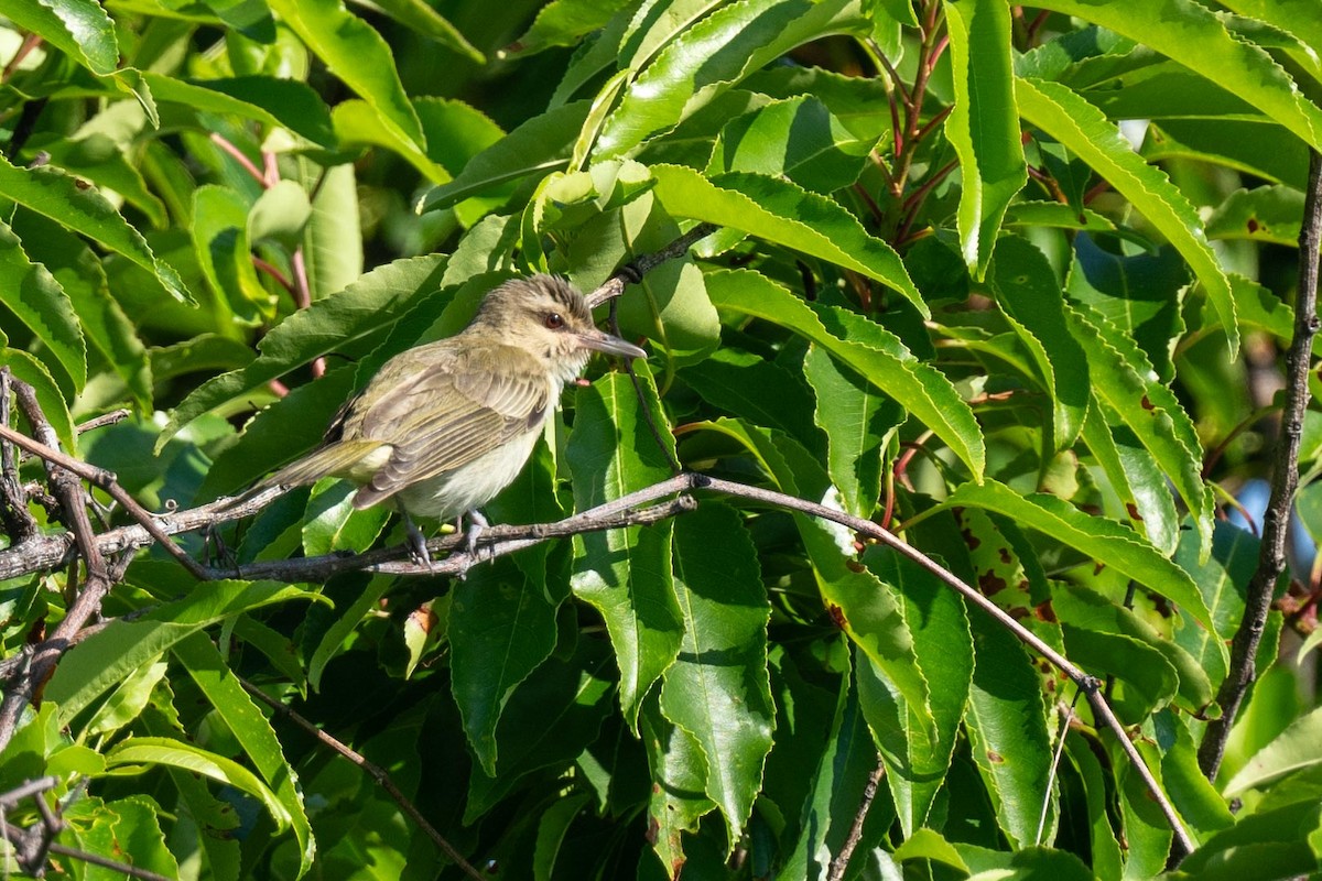 Vireo Bigotudo - ML620355945