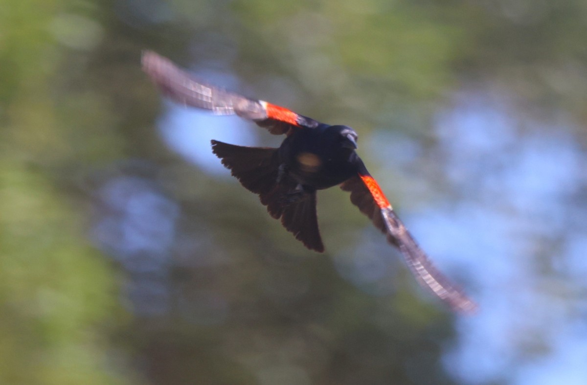 Tricolored Blackbird - Robert Keiffer