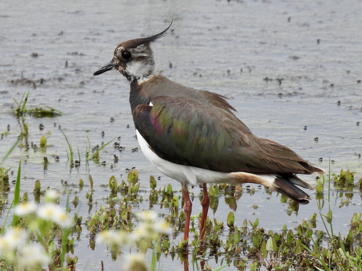 Northern Lapwing - ML620355952