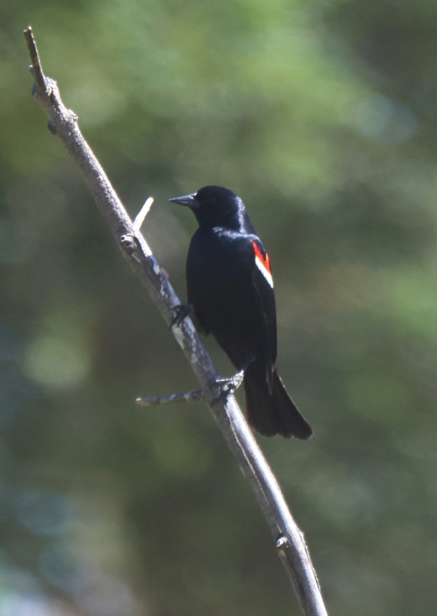 Tricolored Blackbird - ML620355955