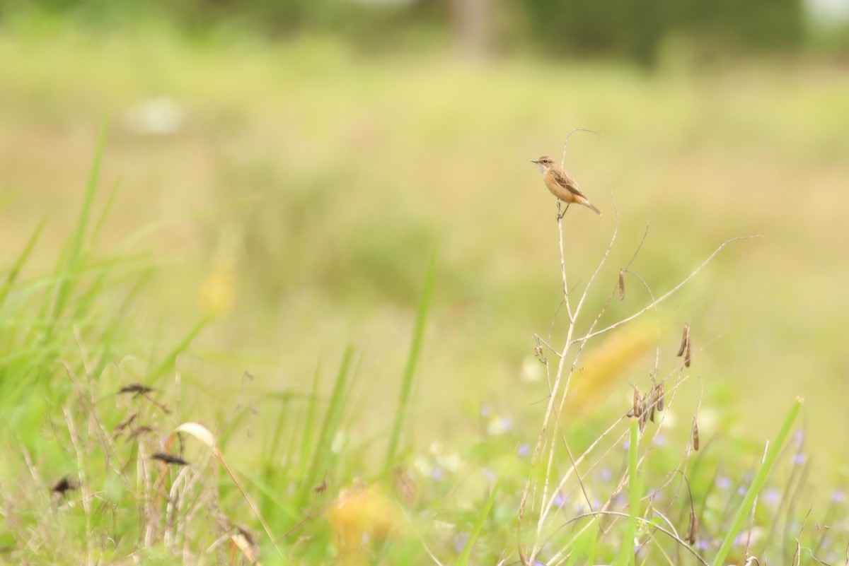 Amur Stonechat - ML620355961