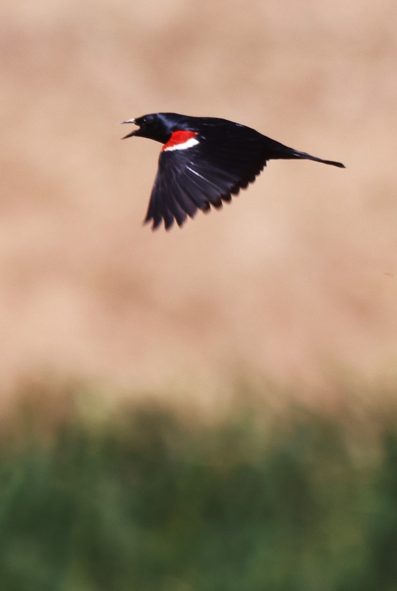 Tricolored Blackbird - ML620355962