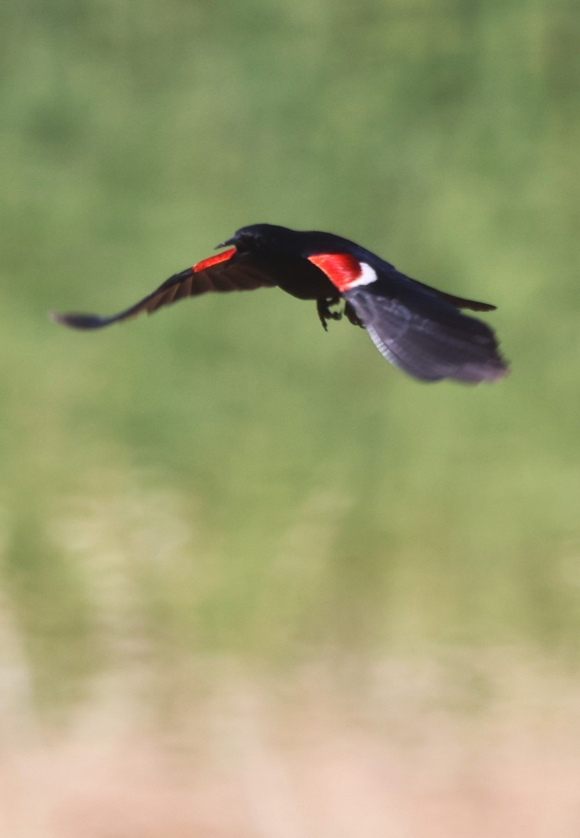 Tricolored Blackbird - ML620355966