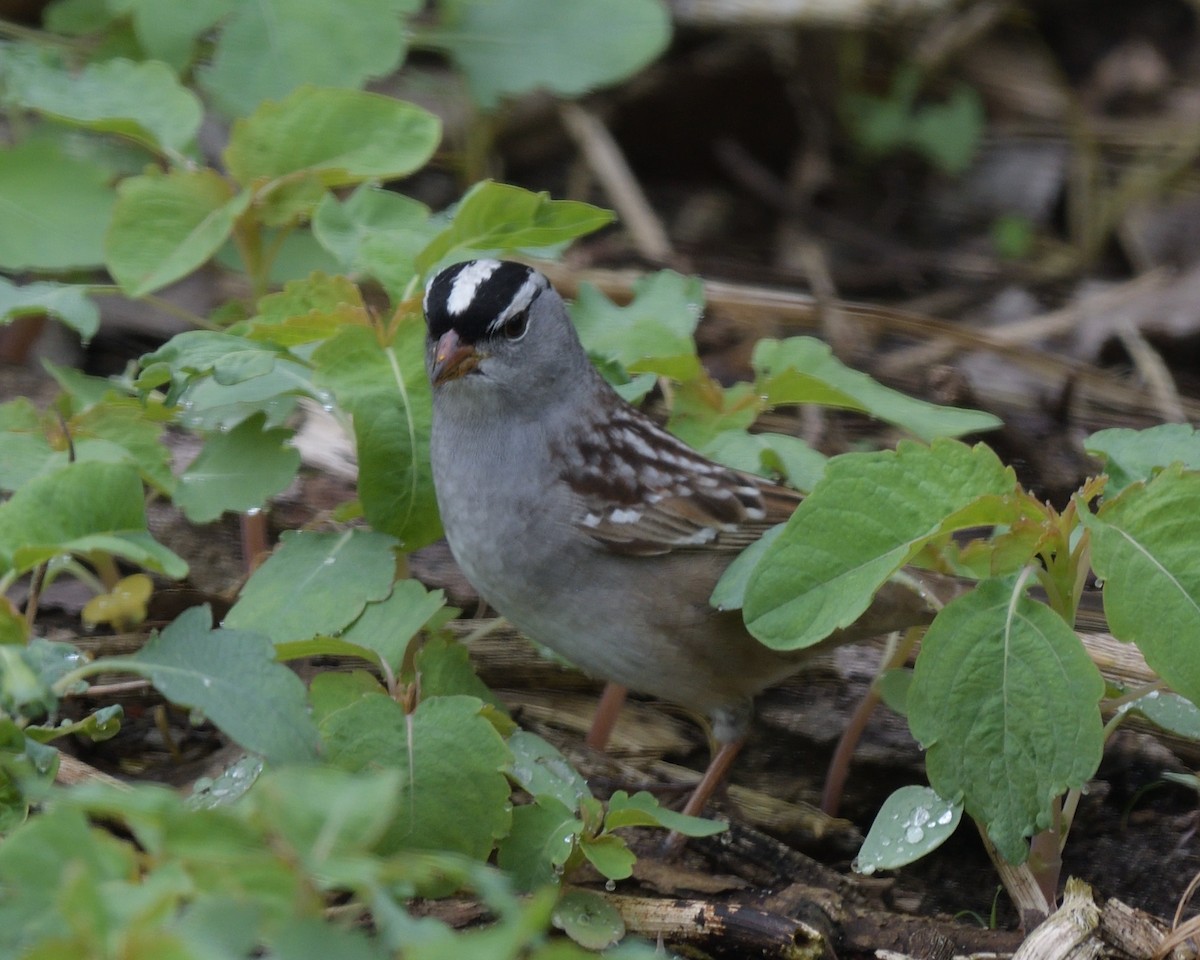 White-crowned Sparrow - ML620355969