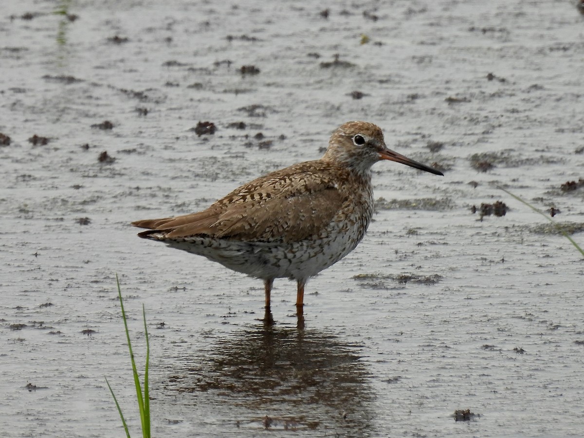 Common Redshank - ML620355972