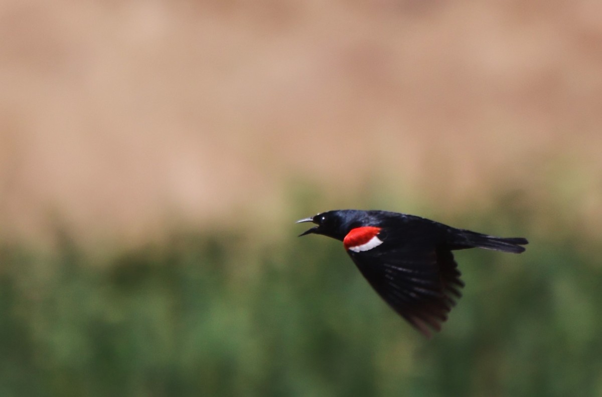 Tricolored Blackbird - ML620355974