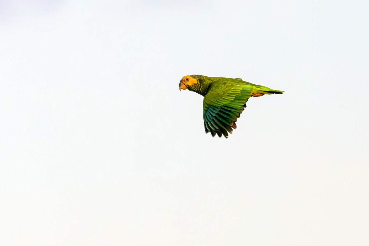 Yellow-faced Parrot - ML620355985